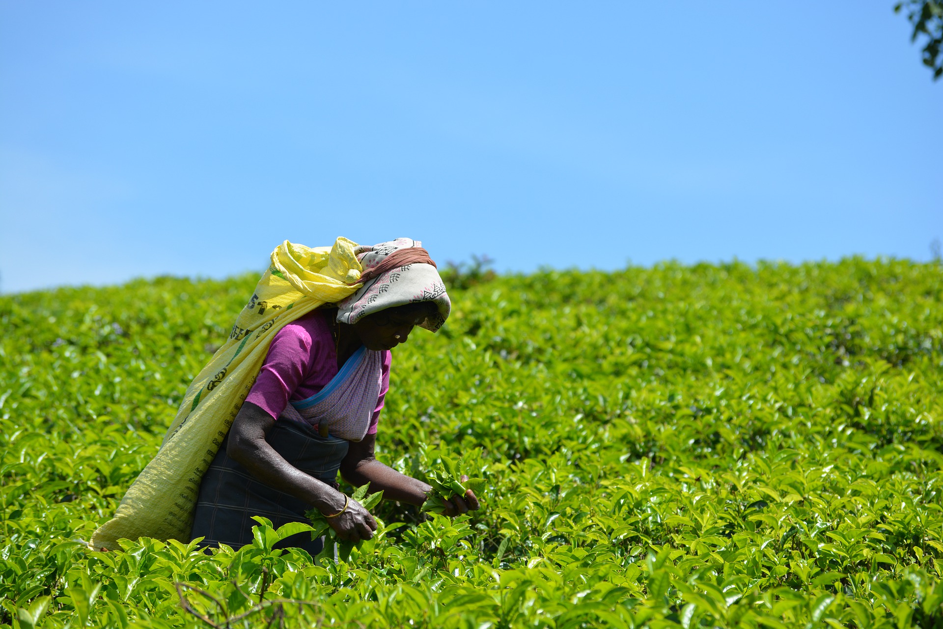 Dobra herbata Fairtrade